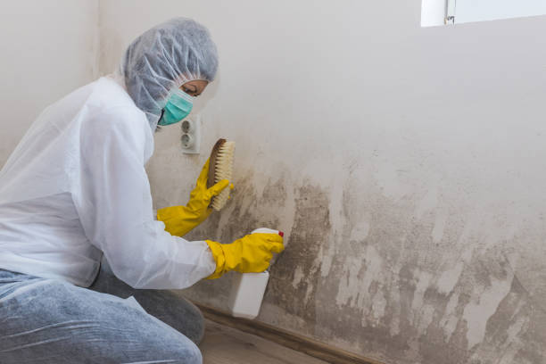 Best Attic Mold Remediation in Lake Riverside, CA