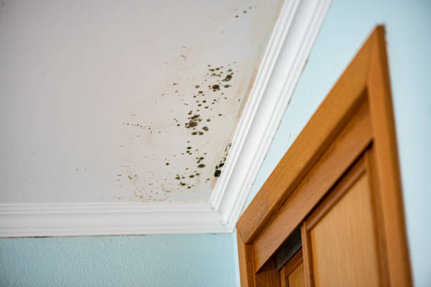 Best Residential Mold Remediation in Lake Riverside, CA