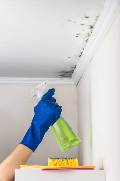 Best DIY Mold Remediation Support Services in Lake Riverside, CA